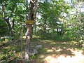 Elwell Trail NH 2010 195